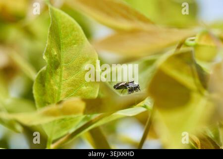 A small black jumping spider resting on bright green leaves, captured with shallow depth of field. Stock Photo
