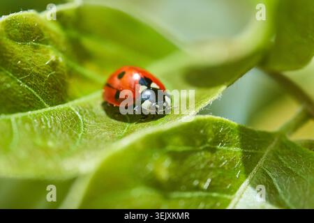 Macro view of a red ladybug resting on a textured green leaf, conveying nature and delicate detail. Stock Photo