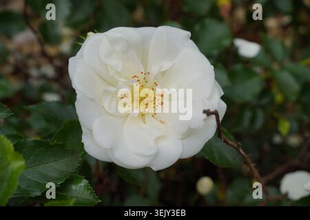 dog rose flower head with white petals. garden flower in bloom Stock Photo