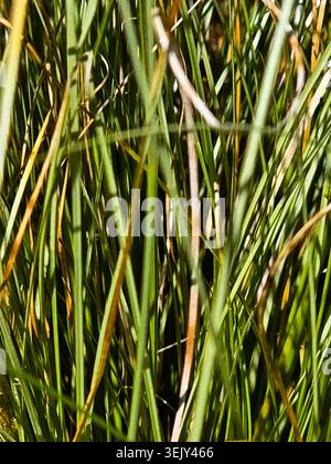 Abstract Close-Up of Wild Grass Blades Creating Natural Green Texture Background Stock Photo