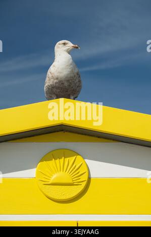 Seagull on colourful beach hut Seaford East Sussex England UK Stock Photo