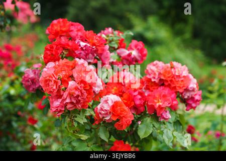 Lush bush of Floribunda rose with pink, coral and red flowers blooming in garden, vibrant petals and soft green background. Spring, nature, gardening, Stock Photo