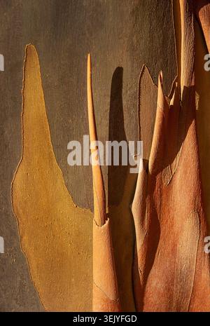 Cinnamon-coloured bark curls from a paperbark maple, glowing in low sunlight. Stock Photo
