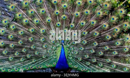 Male peacock displaying his magnificent fan of iridescent tail feathers in a courtship display, showcasing nature’s vibrant beauty and symmetry. Stock Photo