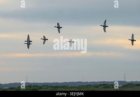 Group of Blue Wing Teal  ducks in flight over  Merrit Island National Wildlife Refuge, wetlands Stock Photo