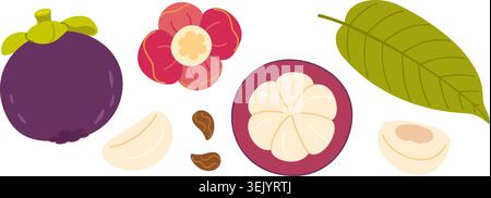 Mangosteen vector clipart set. Whole purple fruit, cross section, open half with segments, green leaf, flower sepal, separate pulp wedges, seeds. Flat illustration pack for exotic food packaging. Stock Vector