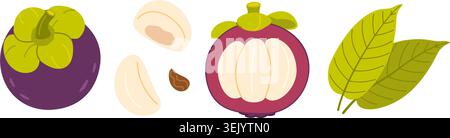 Mangosteen vector clipart set with whole purple fruit from top view, longitudinal section with white segments, separate pulp wedges, seed, green leaves. Flat style pack for exotic food packaging. Stock Vector