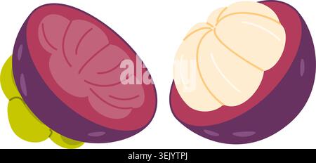 Tropical mangosteen fruit broken in two halves vector illustration. Opened purple rind next to a half showing fresh white juicy segments, flat clipart for exotic food packaging and recipe design Stock Vector