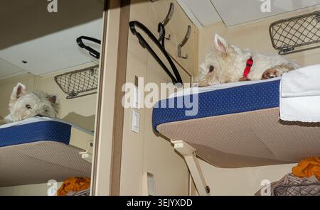 A small white terrier dog relaxes on an upper berth in a train. It looks at its reflection in a mirror on the wall. The setting shows a cozy travel sp Stock Photo