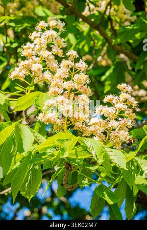 Beautiful flowers of a horse chestnut tree Aesculus hippocastanum taken in spring . Stock Photo