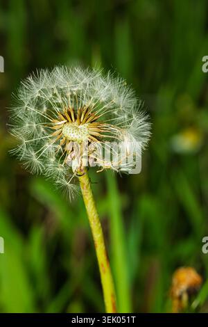 Close up of a Dandelion clock . Quebec,Canada. Stock Photo