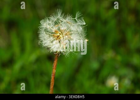 Close up of a Dandelion clock head . Quebec,Canada Stock Photo