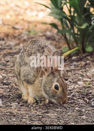 An eastern cottontail rabbit foraging on dark wood mulch with green foliage blurred in the background in a soft natural vertical framing Stock Photo