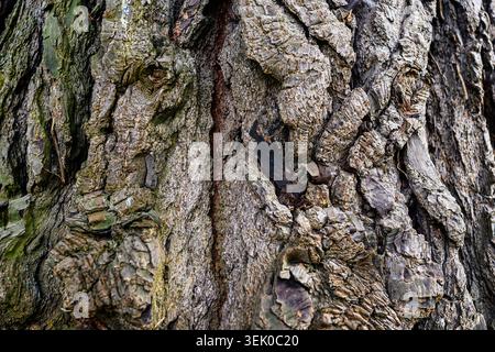 Pinus Muricata (bishop pine) close up view of the tree bark  - Wales, UK Stock Photo