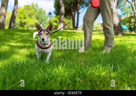 Dog playing in the grass with his owner holding him on a leash in the park Stock Photo