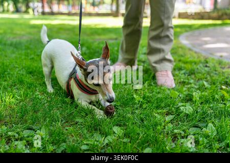 Puppy playing with a pine cone on the grass in the public park. Stock Photo