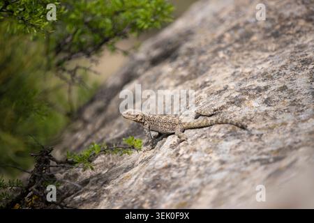 Close-up wildlife photograph of a small lizard resting on a rocky surface in Georgia. Stock Photo