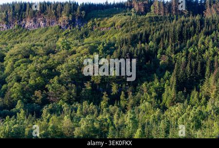 Dense mixed forest covers steep hillside with exposed rock face and young replanted slope above tree line Stock Photo