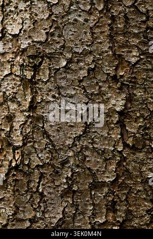 Tree bark texture background close up natural wood pattern Stock Photo