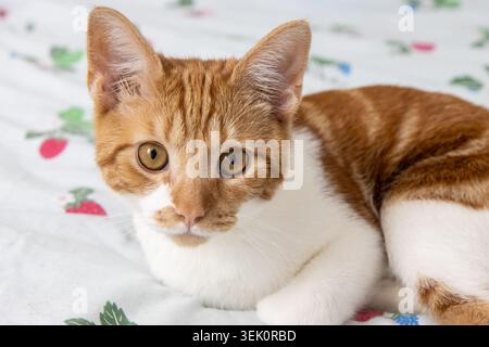A ginger and white kitten looking at the camera Stock Photo