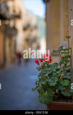 A vibrant red geranium sits on a sun-warmed wall. In the blurry background, people walk through a charming alleyway, creating a peaceful, atmospheric Stock Photo