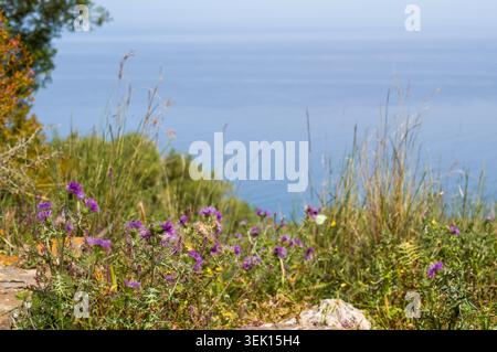 Purple wildflowers and native grasses grow on a rocky hillside overlooking the calm, blue sea, capturing the quiet beauty of a coastal landscape on a Stock Photo