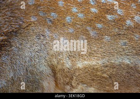 Real texture beautiful skin of spotted fallow deer. Nature animal body and fur patterns Stock Photo
