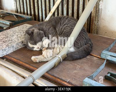 Gray and white cat curled into a tight ball, peacefully napping on a rustic wooden plank beside a granite slab and vintage radiator, cozy indoor relax Stock Photo