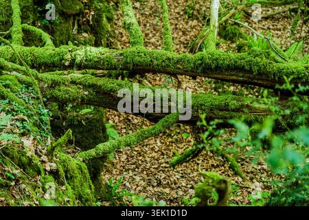 Historic stone wall remains covered with vibrant moss and vegetation in a dense Welsh woodland. Stock Photo