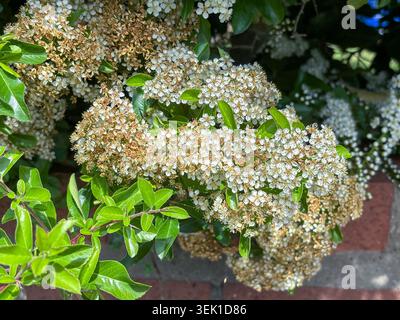 A heavily flowering cotoneaster plant. Stock Photo