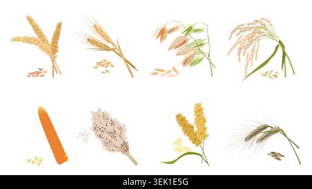 Realistic botanical cereal grains set featuring wheat, barley, oats, rice, corn, millet and sorghum with seeds and stalks, isolated on white background vector illustration Stock Vector