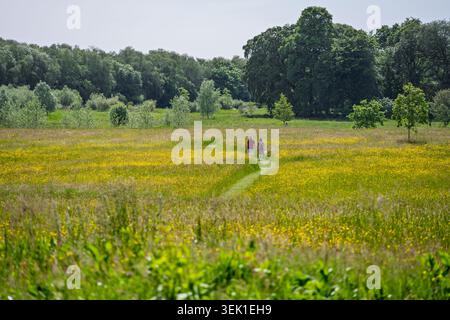 A couple strolls hand in hand along a winding path through a meadow bursting with bright yellow flowers under the warmth of the summer sun. Lush green Stock Photo
