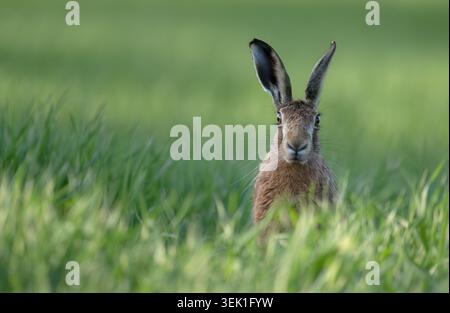 A Brown hare (Lepus europaeus) sitting amongst crops, Norfolk Stock Photo