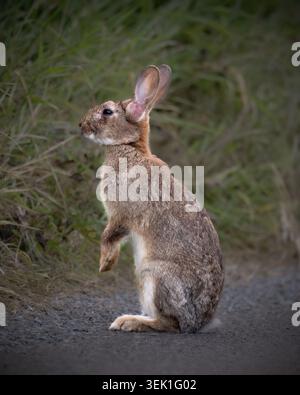 an adult wild Rabbit (Oryctolagus cuniculus) sitting on hind legs, Norfolk Stock Photo