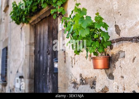 Old rustic wooden door framed by green grapevine growing on weathered stone wall, traditional Mediterranean village architecture Stock Photo