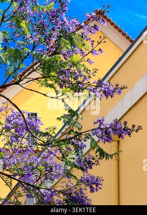 Purple jacaranda blossoms against yellow facade, Belém, Lisbon, Portugal Stock Photo