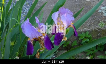 Two vibrant bearded iris Iris germanica flowers show light purple upper petals and dark violet lower petals with yellow beards growing alongside tall Stock Photo