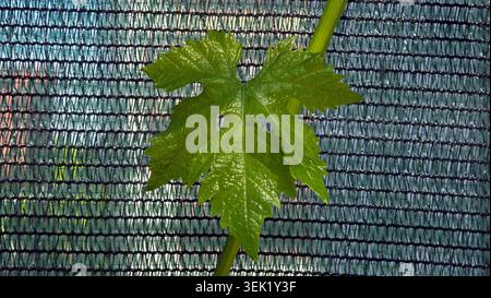 A single vibrant green lobed grape leaf Vitis vinifera grows on a slender vine shoot positioned against a dark textured mesh sunshade net backdrop Stock Photo
