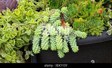 Fleshy blue green burros tail Sedum morganianum stems hang down a black container alongside baby sun rose foliage and hens and chicks rosettes Stock Photo