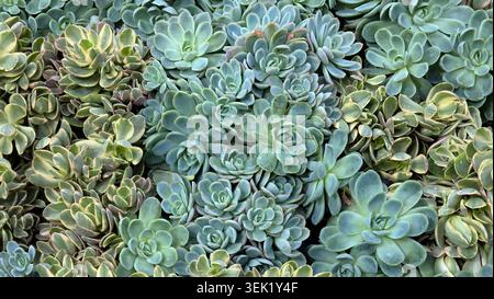 A full frame top view displays a thick repeating pattern of pale blue green fleshy echeveria Echeveria elegans succulent rosettes growing tightly Stock Photo