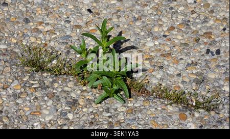 Hardy willowherb Epilobium ciliatum weeds show strong survival instinct by growing out of a long pavement fracture in an urban stone walkway Stock Photo