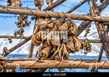 The heads of dried stockfish hang on wooden racks near the sea in Norway. Fishermen dry fish as part of a long-standing tradition. The cold air helps Stock Photo