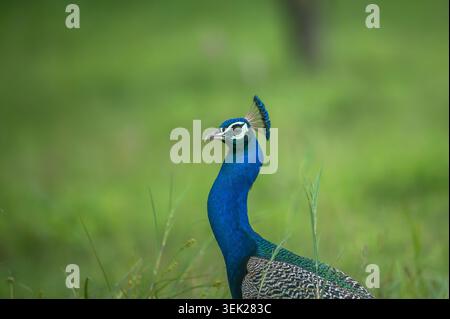 Male Indian Peafowl (Pavo cristatus) standing in natural grassland habitat Stock Photo