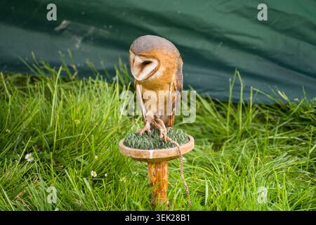 A western barn owl, Tyto alba, is tied to a holder, Germany, Europe Stock Photo