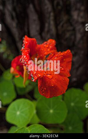 red nasturtium flower with raindrops on petals Stock Photo