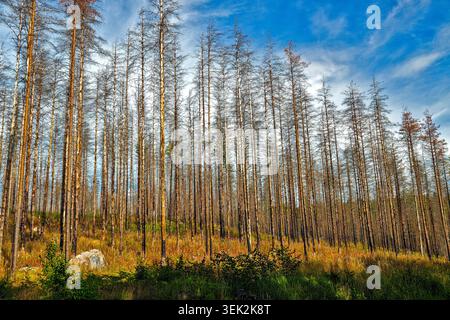 Kouvola, Finland - 15.08.2020: Tall charred tree trunks in a post-wildfire landscape under a clear blue sky with light clouds Stock Photo