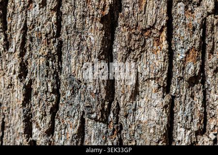 Rough hardwood tree bark texture with deep vertical cracks for abstract organic background Stock Photo