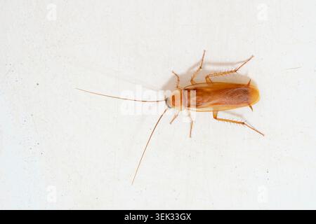 Long brown cockroach is seen crawling from top view on light beige textured background Stock Photo