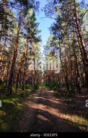 Straight dirt road goes through dense pine forest with long shadows on bright summer day Stock Photo