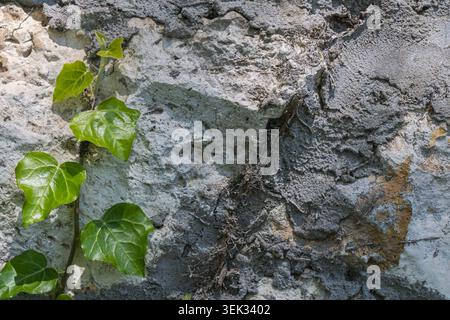 Close-up view of fresh green ivy leaves climbing along an aged cracked concrete wall with rugged texture details. Stock Photo